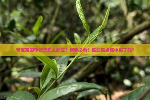 普洱茶的存储室怎么建立