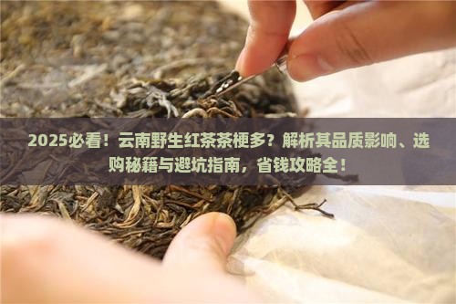 云南的野生红茶茶梗挺多