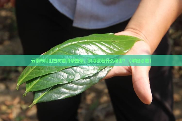 云南布朗山古树普洱茶熟茶