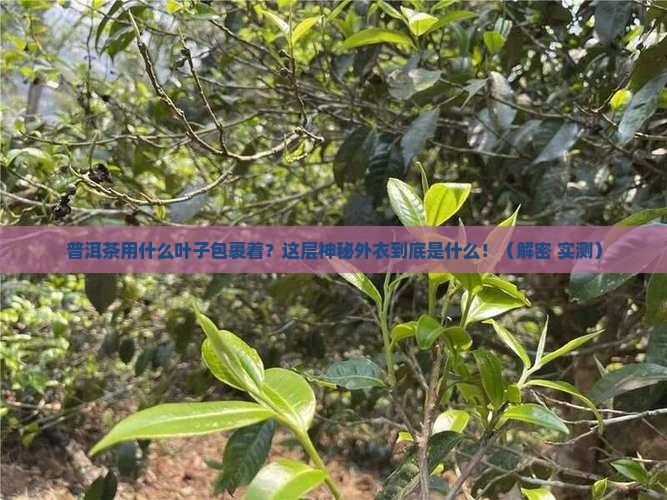 普洱茶用什么叶子包裹着