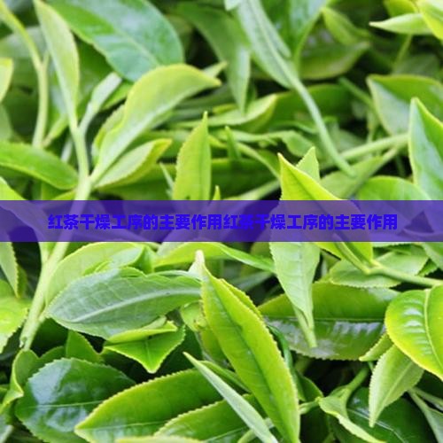 红茶干燥工序的主要作用