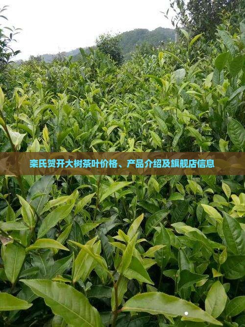 栾氏贺开大树茶叶