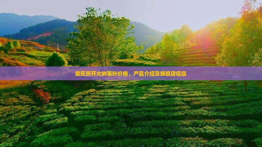 栾氏贺开大树茶叶