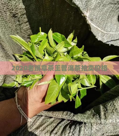 2020老班章茶王拍卖