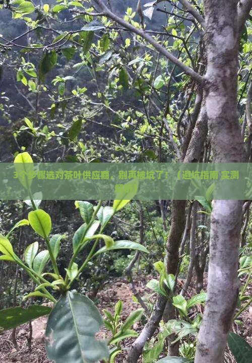 茶叶供应商选择