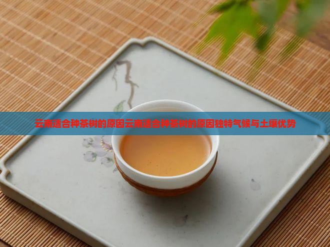 云南适合种茶树的原因