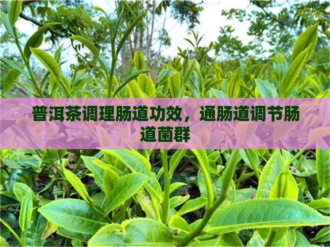 普洱茶调理肠道