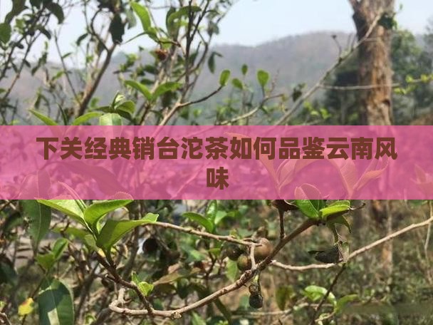 下关经典销台沱茶如何