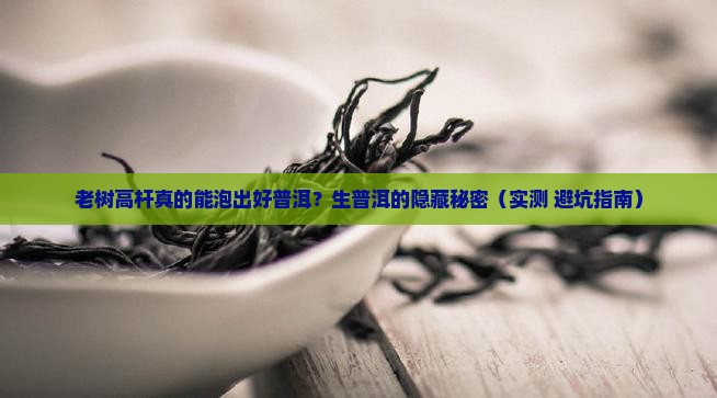 老树高杆生普洱茶