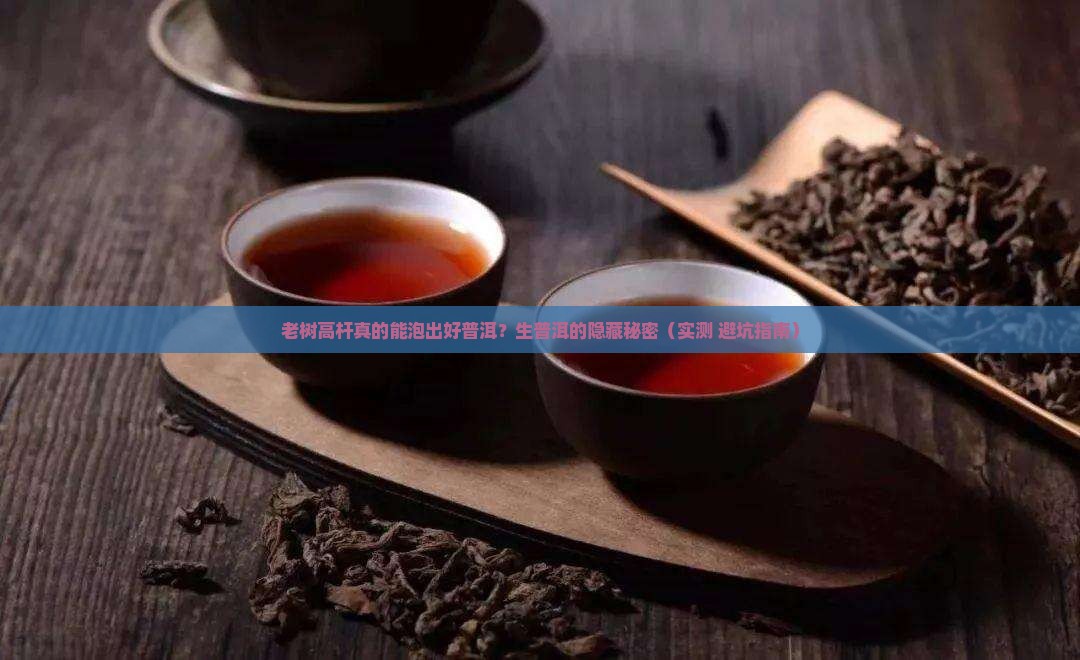 老树高杆生普洱茶