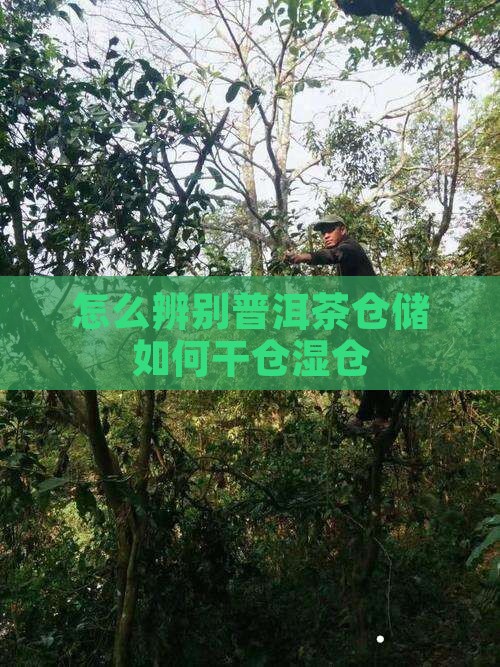 怎么辨别普洱茶仓储
