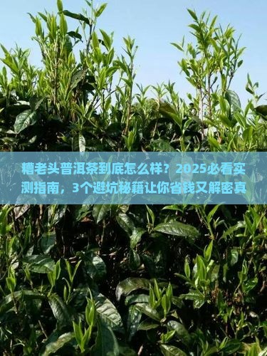 糟老头普洱茶怎样