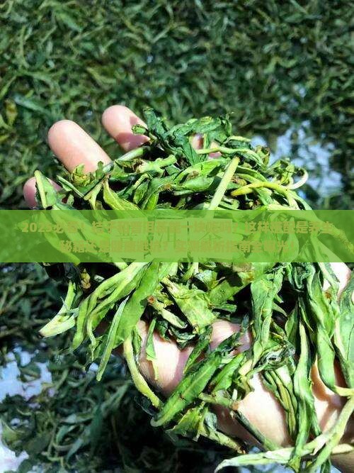 桔子和普洱茶能一块吃吗