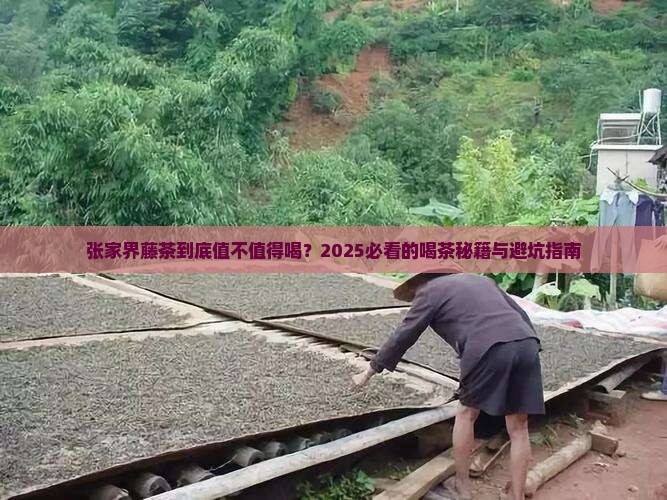 张家界藤茶张家界喝茶