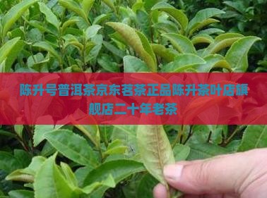 陈升号普洱茶京东茗茶正品陈升茶叶店旗舰店二十年老茶