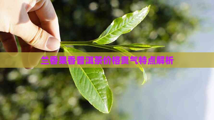 兰香果香普洱茶价格贵气特点解析