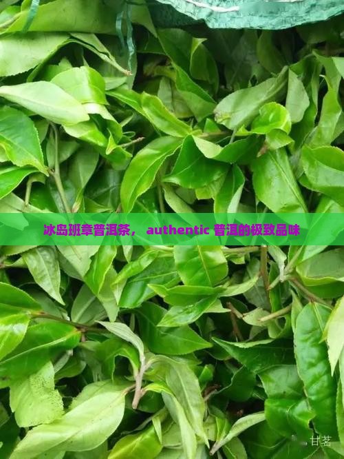 冰岛班章普洱茶， authentic 普洱的极致品味
