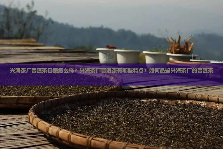 兴海茶厂普洱茶口感怎么样？兴海茶厂普洱茶有哪些特点？如何品鉴兴海茶厂的普洱茶？