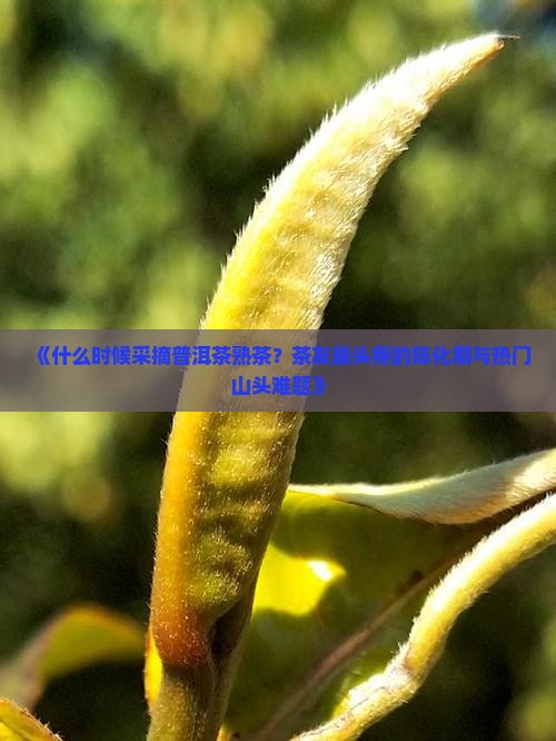 《什么时候采摘普洱茶熟茶？茶友最头疼的陈化期与热门山头难题》