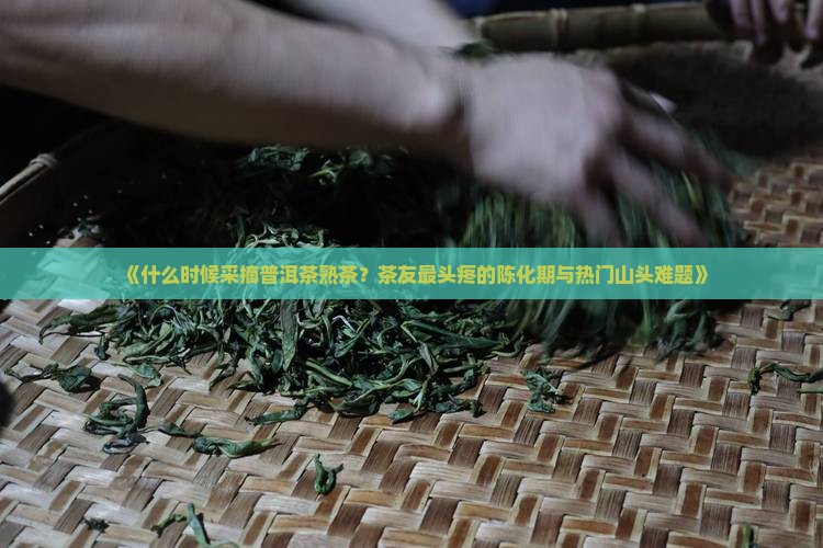 《什么时候采摘普洱茶熟茶？茶友最头疼的陈化期与热门山头难题》
