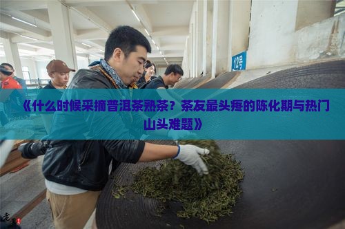 《什么时候采摘普洱茶熟茶？茶友最头疼的陈化期与热门山头难题》