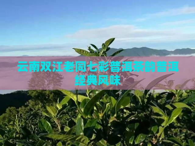 云南双江老同七彩普洱茶韵普洱经典风味