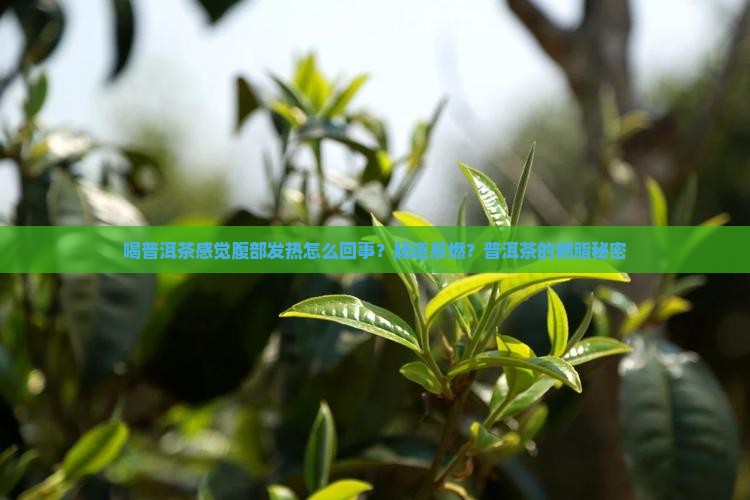 喝普洱茶感觉腹部发热怎么回事？肠道易燃？普洱茶的燃脂秘密
