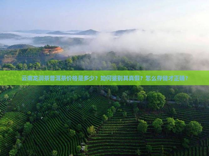 云南龙润茶普洱茶价格是多少？如何鉴别其真假？怎么存储才正确？