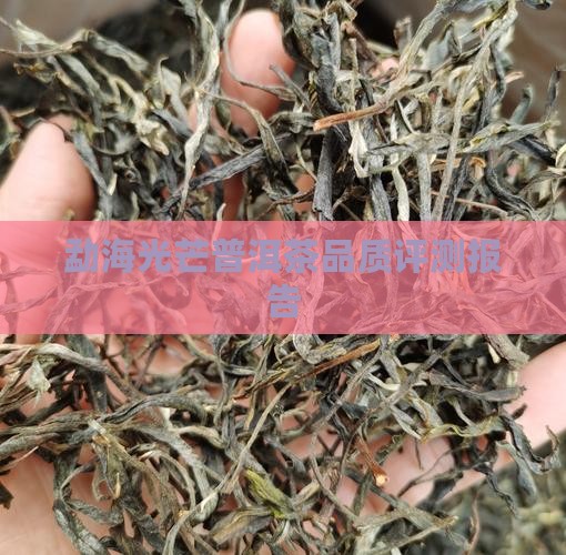 勐海光芒普洱茶品质评测报告