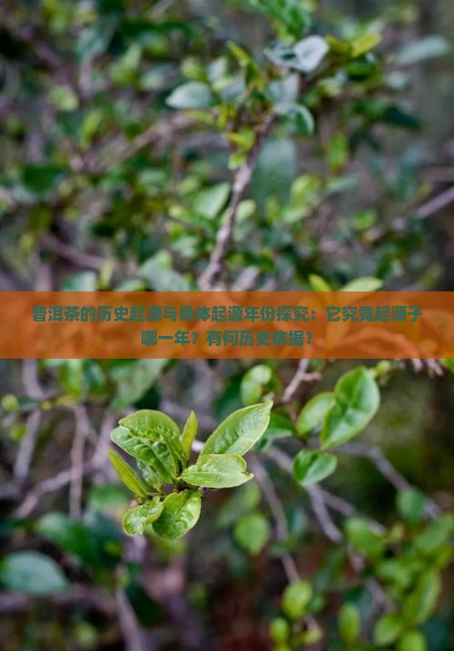 普洱茶的历史起源与具体起源年份探究：它究竟起源于哪一年？有何历史依据？