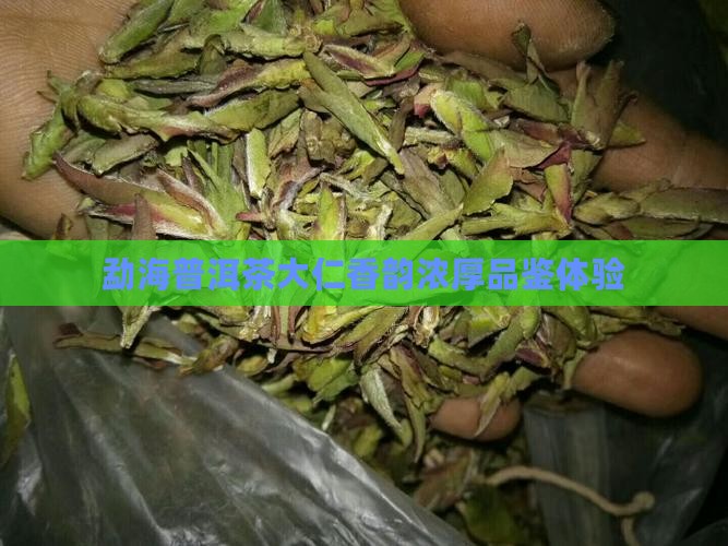 勐海普洱茶大仁香韵浓厚品鉴体验