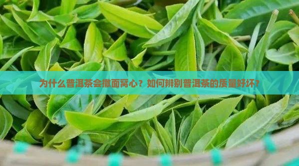 为什么普洱茶会撒面窝心？如何辨别普洱茶的质量好坏？
