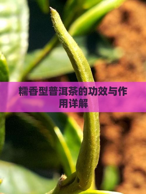 糯香型普洱茶的功效与作用详解