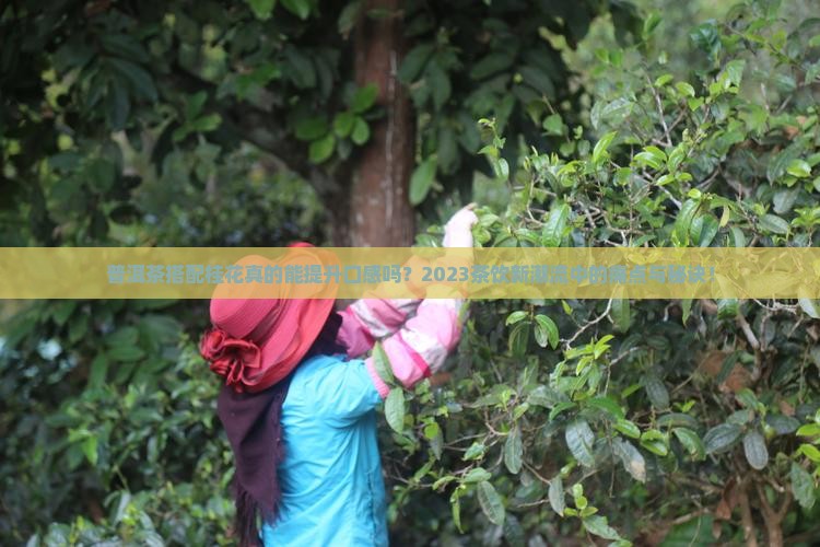 普洱茶搭配桂花真的能提升口感吗？2023茶饮新潮流中的痛点与秘诀！