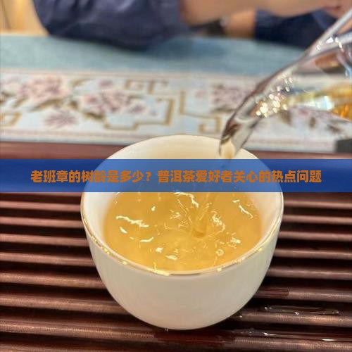 老班章的树龄是多少？普洱茶爱好者关心的热点问题