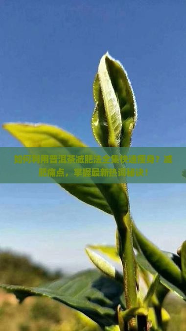 如何利用普洱茶减肥法全集快速瘦身？减肥痛点，掌握最新热词秘诀！