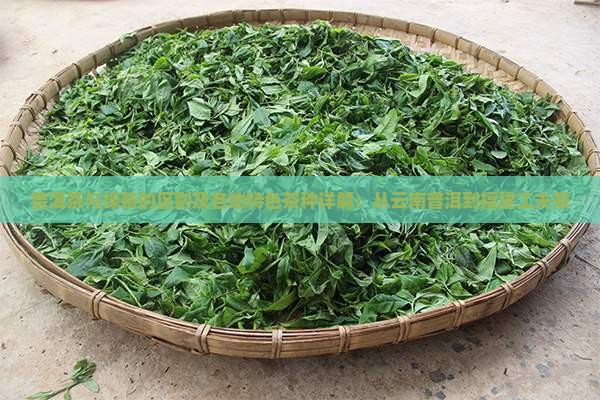 普洱茶与绿茶的区别及各地特色茶种详解：从云南普洱到福建工夫茶