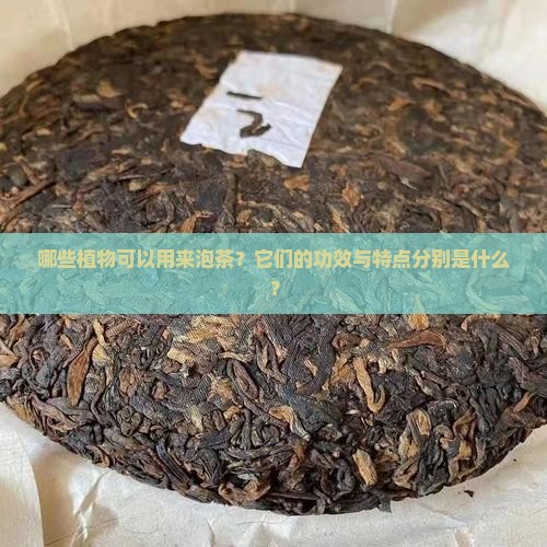 哪些植物可以用来泡茶？它们的功效与特点分别是什么？
