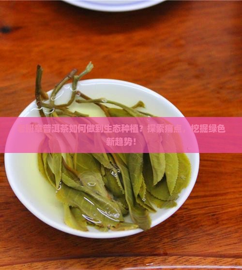 老班章普洱茶如何做到生态种植？探索痛点，挖掘绿色新趋势！