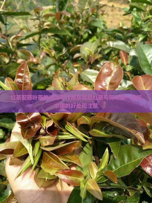 红茶配荷叶茶的功效与作用及禁忌红茶与荷叶茶一起泡水喝的好处和注意