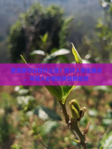 普洱茶可以和什么泡？现代人养生痛点，年轻人必看的茶饮新趋势