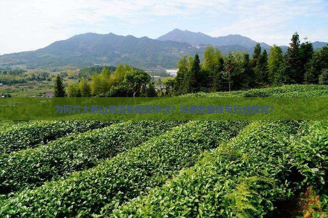 为何六大茶山普洱茶备受争议？消费者痛点与行业热词？