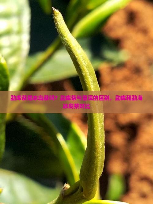 勐库茶是冰岛茶吗？勐库茶与普洱的区别，勐库和勐海冰岛茶对比