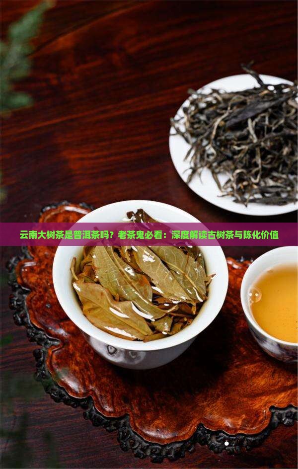 云南大树茶是普洱茶吗？老茶鬼必看：深度解读古树茶与陈化价值