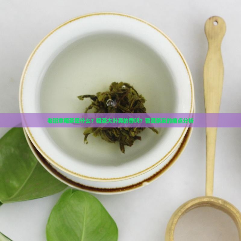老班章粗茶是什么？粗茶大叶真的香吗？普洱茶友的痛点分析