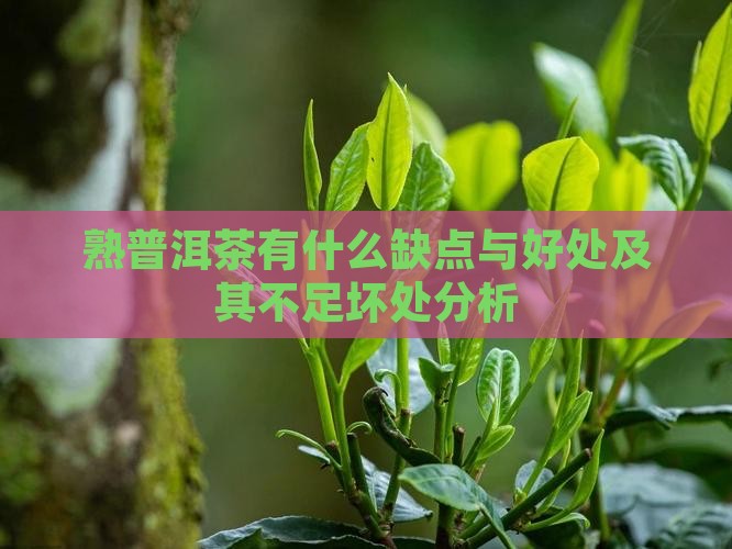 熟普洱茶有什么缺点与好处及其不足坏处分析