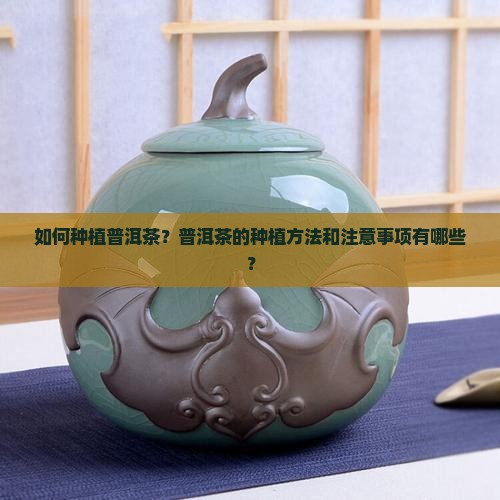 如何种植普洱茶？普洱茶的种植方法和注意事项有哪些？