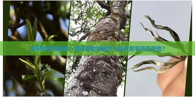 如何种植普洱茶？普洱茶的种植方法和注意事项有哪些？