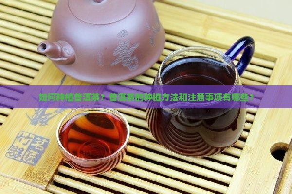 如何种植普洱茶？普洱茶的种植方法和注意事项有哪些？