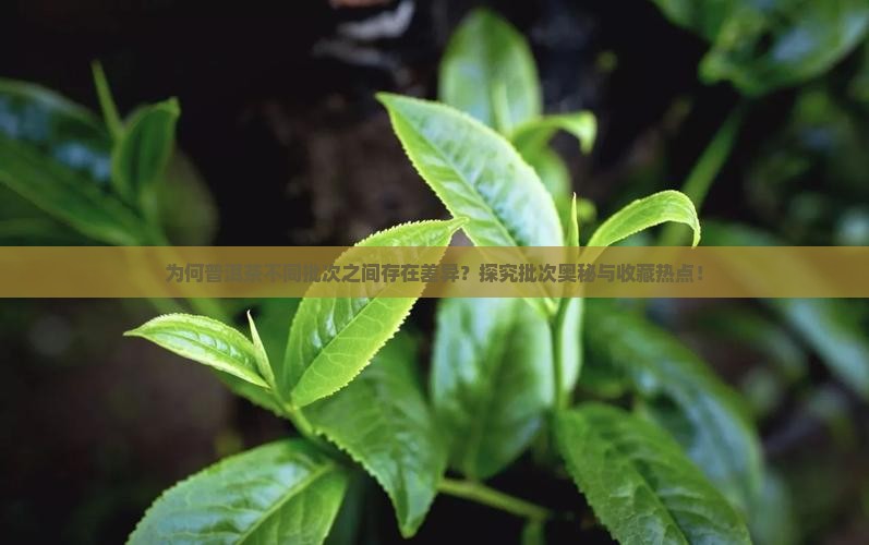 为何普洱茶不同批次之间存在差异？探究批次奥秘与收藏热点！